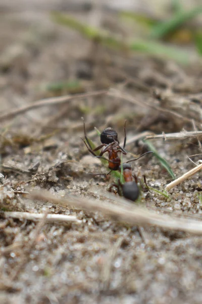 Ameisen Arbeiten Wald — Stockfoto