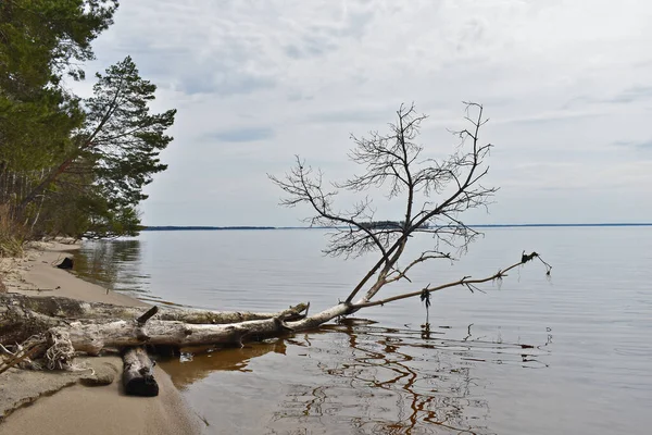 Nehir kıyısında devrilmiş bir ağaç