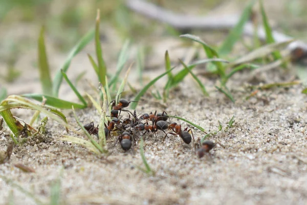 Karıncalar ormanda çalışır.