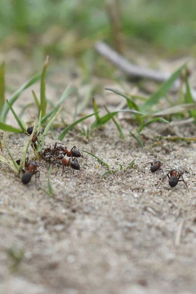 Formigas Trabalham Floresta — Fotografia de Stock