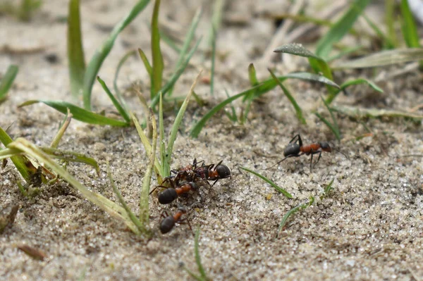 Karıncalar ormanda çalışır.