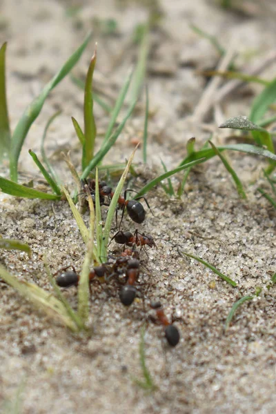 Formigas Trabalham Floresta — Fotografia de Stock