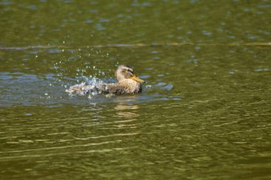 Göldeki bir ördeğin hayatı