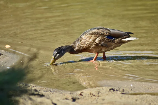 Life Duck Lake — Stock Photo, Image