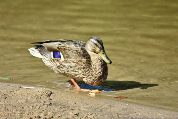 Leben Einer Ente Auf Einem See — Stockfoto