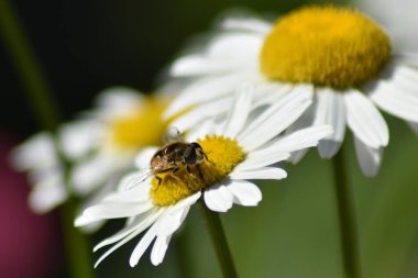 Eşek arısı bahçede bir papatyaya oturur.
