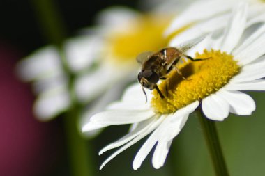 Eşek arısı bahçede bir papatyaya oturur.