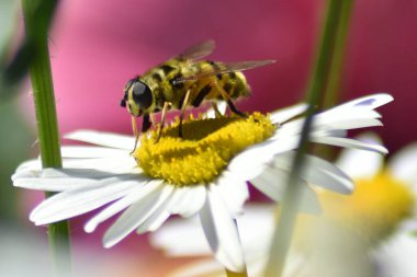 Eşek arısı bahçede bir papatyaya oturur.