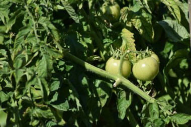 olgun armutlar bahçede yetişir.