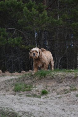 Köpek Cocker Spaniel ormanda yürüyor.