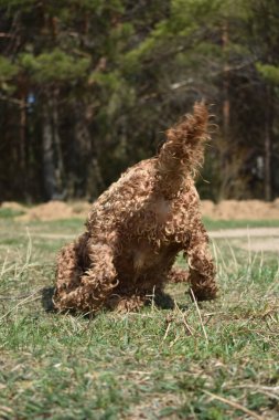Köpek Cocker Spaniel çimenlerde yatıyor.