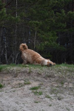Köpek Cocker Spaniel ormanda yürüyor.