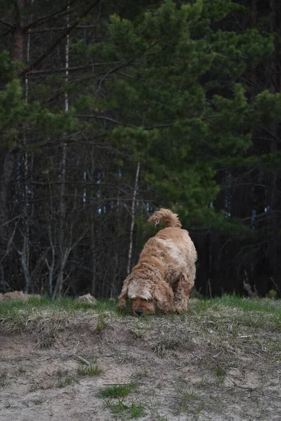 Dog Cocker Spaniel Spaceruje Lesie — Zdjęcie stockowe