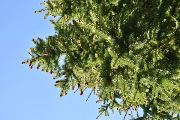 緑の枝が空に向かって食べ — ストック写真