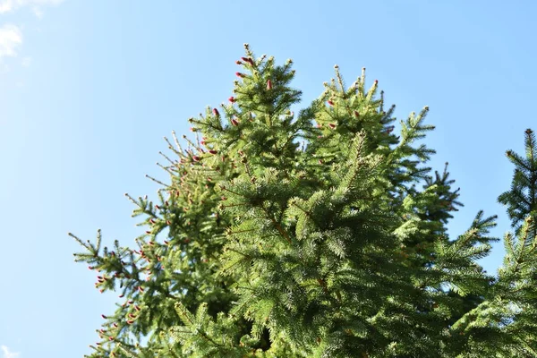 Groene Takken Aten Tegen Lucht — Stockfoto