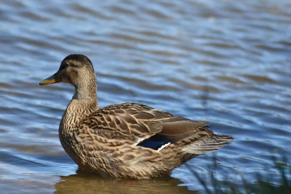 Beautiful Duck Swims Lake — Stock Photo, Image