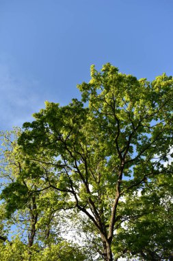 Gökyüzünde yeşil ağaç dalları