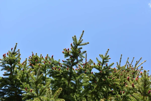 Groene Takken Aten Tegen Lucht — Stockfoto