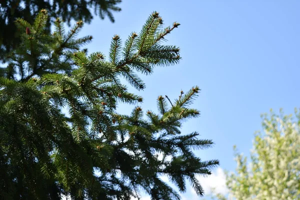 Groene Takken Aten Tegen Lucht — Stockfoto