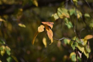 yeşil ve sarı sonbahar yapraklarının arkaplanı