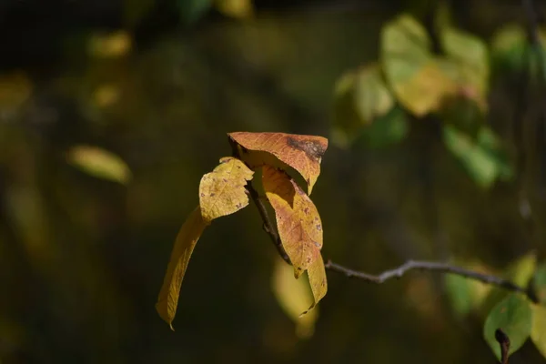 秋天的绿叶和黄叶背景 — 图库照片