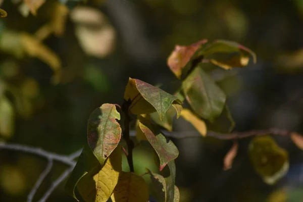 Tło Zielonych Żółtych Liści Jesieni — Zdjęcie stockowe