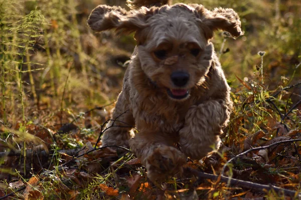 Охотничья Собака Осеннем Лесу — стоковое фото