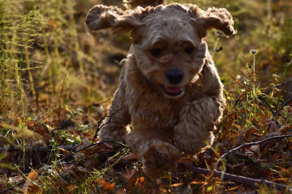 Cão Caça Floresta Outono — Fotografia de Stock