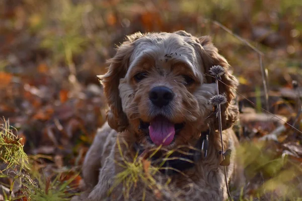 Cão Caça Floresta Outono — Fotografia de Stock