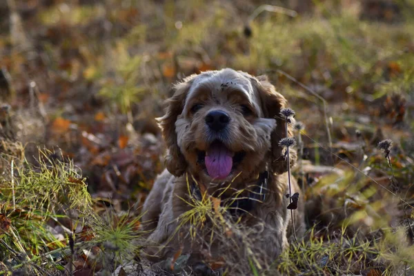 Κυνηγόσκυλο Στο Δάσος Του Φθινοπώρου — Φωτογραφία Αρχείου