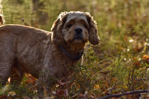 Cão Caça Floresta Outono — Fotografia de Stock