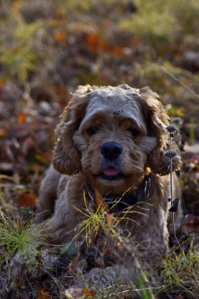 Cane Caccia Nella Foresta Autunnale — Foto Stock