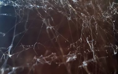 karanlık arka planda örümcek ağı