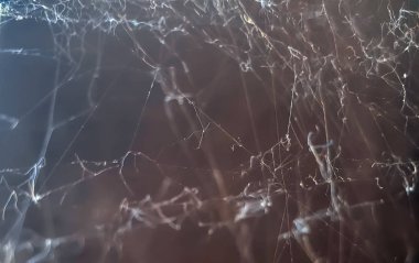 karanlık arka planda örümcek ağı