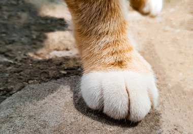 Beyaz parmak ile kırmızı bir kedinin pençeleri yakın çekim