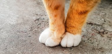 Beyaz parmak ile kırmızı bir kedinin pençeleri yakın çekim