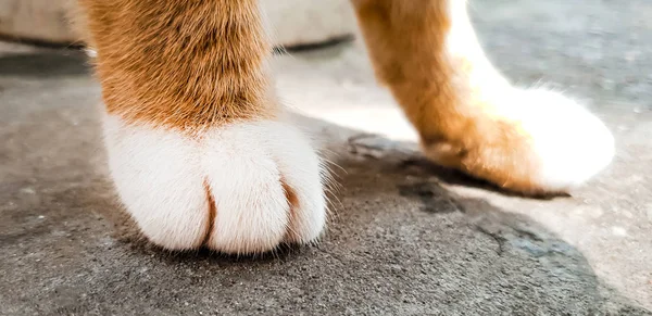 Pfoten Einer Roten Katze Mit Weißen Fingern Nahaufnahme — Stockfoto