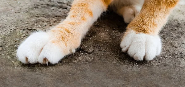 足白い指で赤猫のクローズ アップ — ストック写真