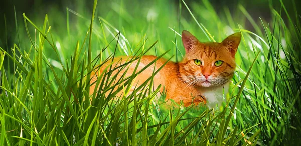 Gato Vermelho Com Olhos Verdes Grama Verde — Fotografia de Stock