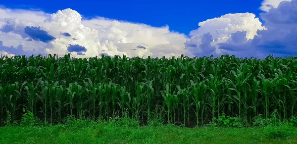 Champ Maïs Gros Plan Contre Ciel Orageux — Photo