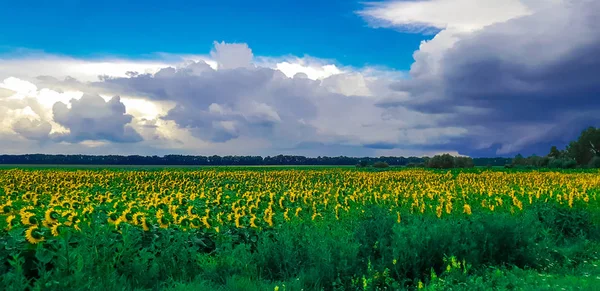 Feld Gelber Sonnenblumen Gegen Den Blauen Himmel — Stockfoto