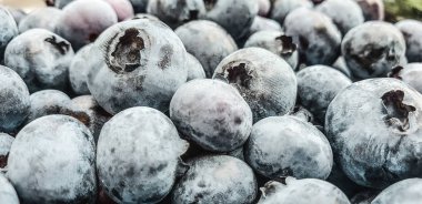 yaban mersini ile çiğ damlaları ve polen, yakın çekim