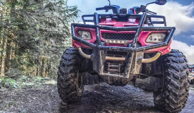 kırmızı dört kiralama orman, yakın çekim, önden görünüm