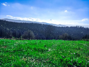 dağlar ve çam ormanı açık mavi gökyüzü altında görünümü