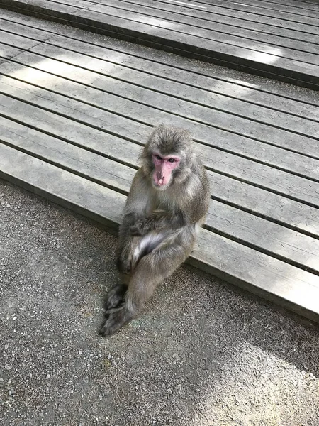 Scimmia Seduta Una Piattaforma Legno Concetto Solitudine Nella Natura — Foto Stock