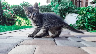 mavi gözlü yavru kedi içinde belgili tanımlık yarda çalış