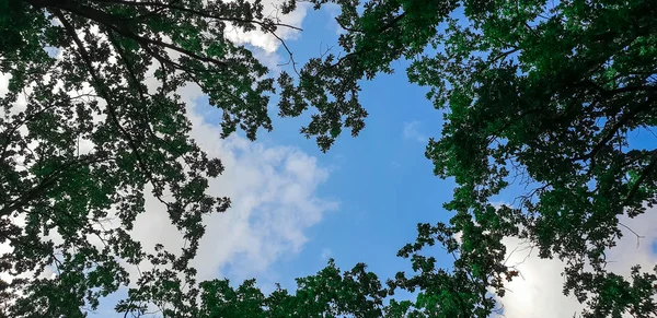 Árboles Fondo Bajo Vista Contra Cielo —  Fotos de Stock