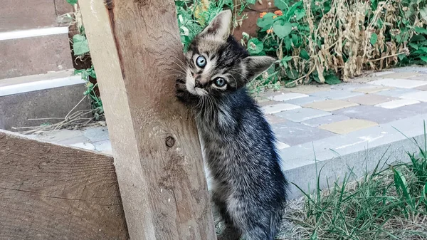 Mavi Gözlü Yavru Kedi Içinde Belgili Tanımlık Yarda Çalış — Stok fotoğraf