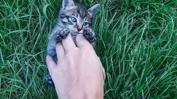 子猫と芝生の上の人間の手のクローズ アップ かわいい猫 — ストック写真