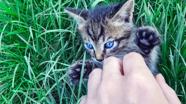 Gatito Mano Humana Hierba Cerca Gatito Lindo Gato — Foto de Stock